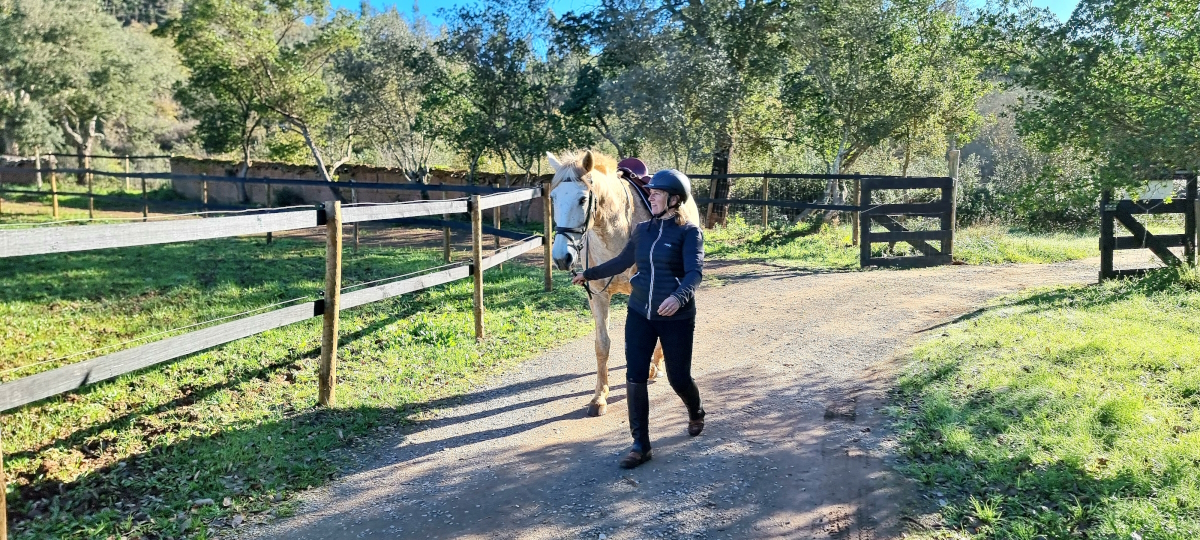 Lusitano paarden op ons vakantiepark